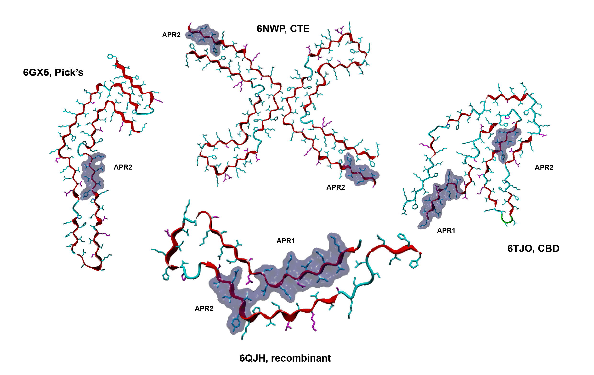 Tau structural polymorphs